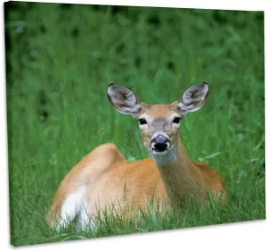 3dRose, Alberta, Waterton Lakes, Mule Deer wildlife-CN01 TGU0001 - Todd Gustafson, Museum Grade Canvas Wrap 20x16