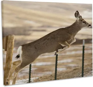 3dRose, Mule deer, Adel Mountains, Cascade, Montana - US27 CHA1846 - Chuck Haney, Museum Grade Canvas Wrap 20x16