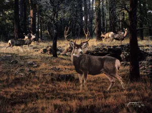 Blue River Muley
