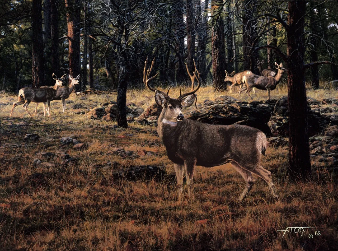 Blue River Muley